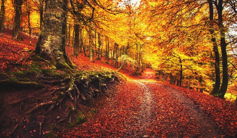 Autumn Forest Path — Orange, Serene, Photograph, Trees, Leaves, Roots