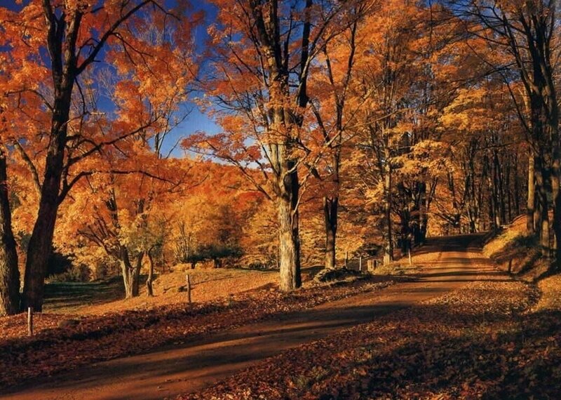 Autumn Forest Path — Orange, Serene, Photograph, Trees, Leaves, Sky