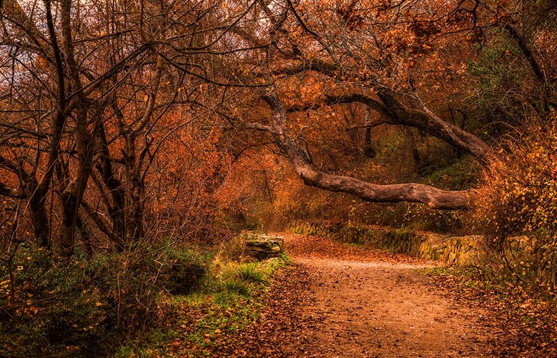 Autumn Forest Path — Orange, Serene, Photograph, Trees, Leaves, Stone Wall