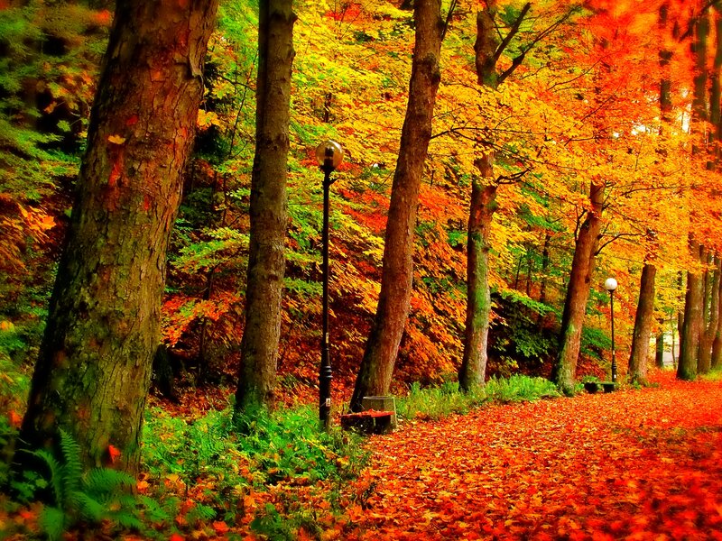 Autumn Forest Path — Orange, Serene, Photograph, Trees, Leaves, Street Lamp