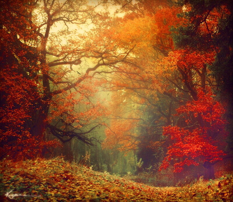 Autumn Forest Path — Orange, Serene, Photograph, Trees, Leaves, Sunlight, Fog