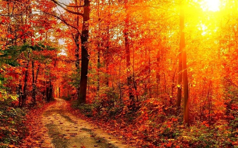 Autumn Forest Path — Orange, Serene, Photograph, Trees, Leaves, Sunlight, Red
