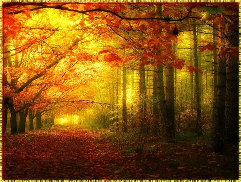 Autumn Forest Path — Orange, Serene, Photograph, Trees, Leaves, Sunlight