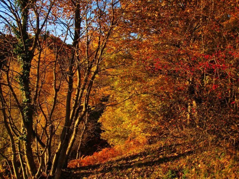 Autumn Forest Path — Orange, Serene, Photograph, Trees, Leaves