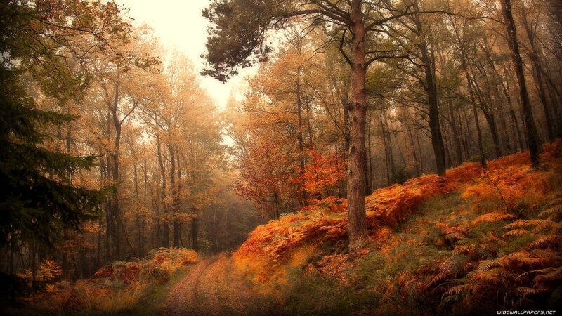 Autumn Forest Path — Orange, Serene, Photograph, Trees, Mist, Ferns, Brown