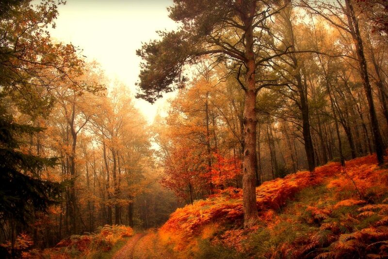 Autumn Forest Path — Orange, Serene, Photograph, Trees, Mist