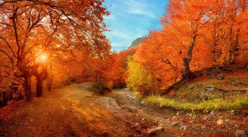 Autumn Forest Path — Orange, Serene, Photograph, Trees, Mountain, Sun
