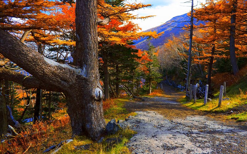Autumn Forest Path — Orange, Serene, Photograph, Trees, Mountain