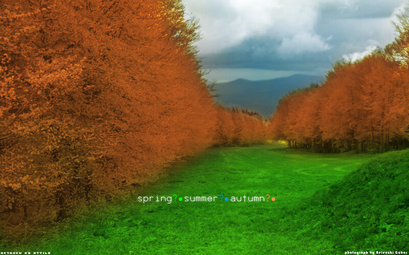 Autumn Forest Path — Orange, Serene, Photograph, Trees, Mountains
