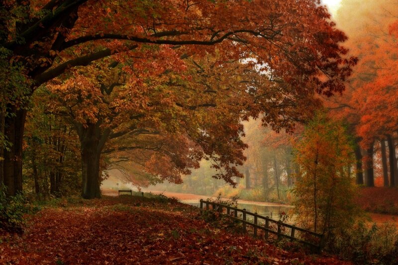 Autumn Forest Path — Orange, Serene, Photograph, Trees, River, Bench
