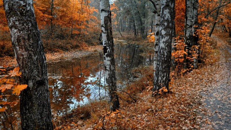 Autumn Forest Path — Orange, Serene, Photograph, Trees, River, Fallen Leaves, Birch
