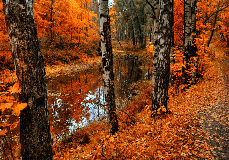 Autumn Forest Path — Orange, Serene, Photograph, Trees, River, Fallen Leaves