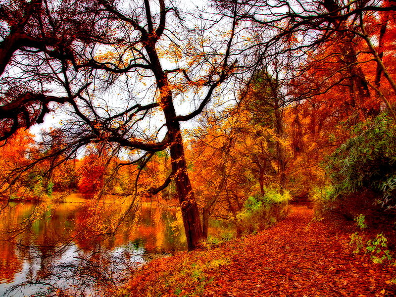Autumn Forest Path — Orange, Serene, Photograph, Trees, River, Leaves