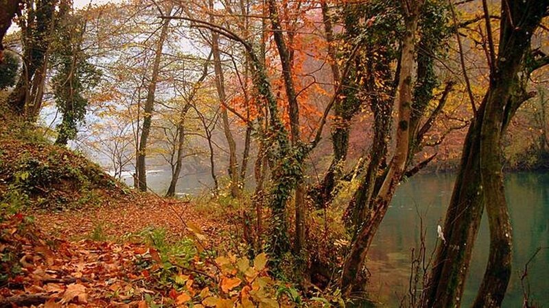 Autumn Forest Path — Orange, Serene, Photograph, Trees, River