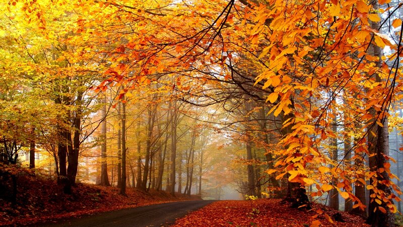 Autumn Forest Path — Orange, Serene, Photograph, Trees, Road
