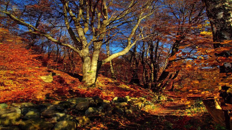 Autumn Forest Path — Orange, Serene, Photograph, Trees, Rocks, Fallen Leaves