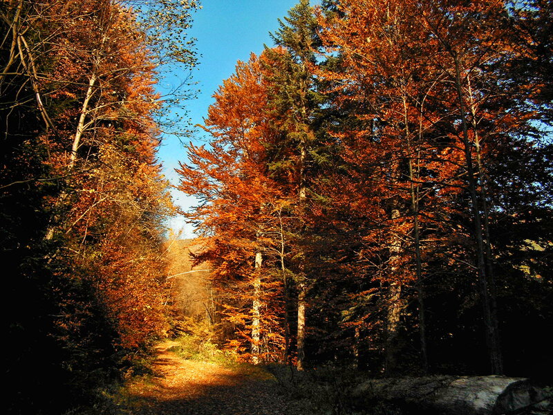 Autumn Forest Path — Orange, Serene, Photograph, Trees, Sky