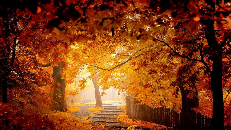 Autumn Forest Path — Orange, Serene, Photograph, Trees, Stairs, Fence
