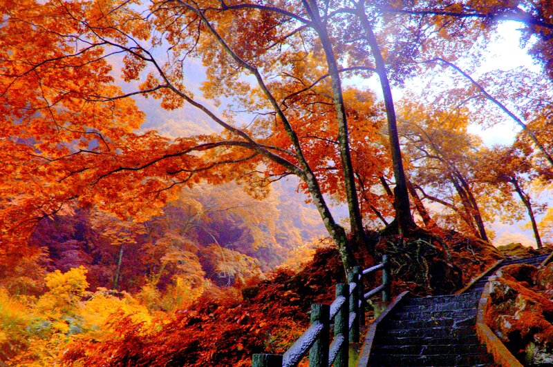 Autumn Forest Path — Orange, Serene, Photograph, Trees, Stairs