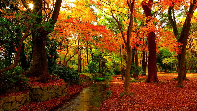 Autumn Forest Path — Orange, Serene, Photograph, Trees, Stream