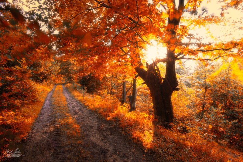 Autumn Forest Path — Orange, Serene, Photograph, Trees, Sunlight, Dirt Road