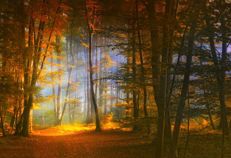 Autumn Forest Path — Orange, Serene, Photograph, Trees, Sunlight, Fog, Leaves