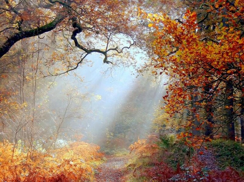 Autumn Forest Path — Orange, Serene, Photograph, Trees, Sunlight, Fog