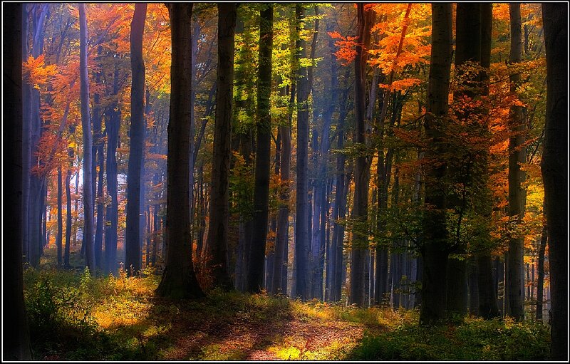 Autumn Forest Path — Orange, Serene, Photograph, Trees, Sunlight, Foliage