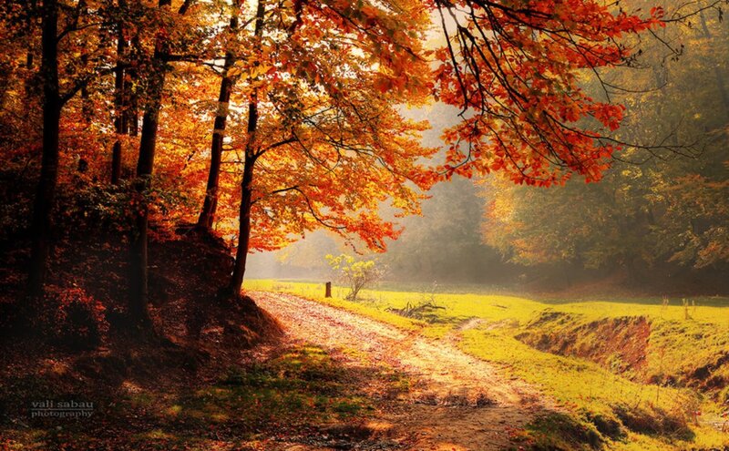 Autumn Forest Path — Orange, Serene, Photograph, Trees, Sunlight, Grass