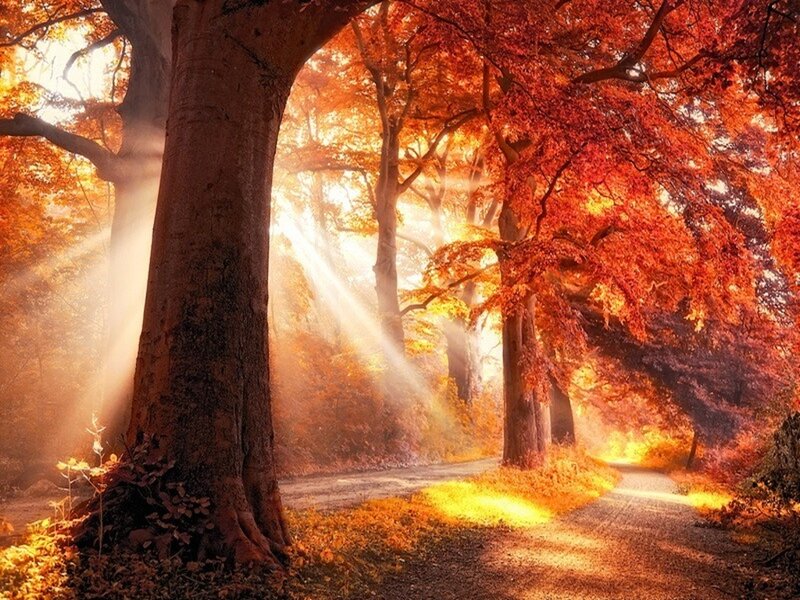 Autumn Forest Path — Orange, Serene, Photograph, Trees, Sunlight, Leaves