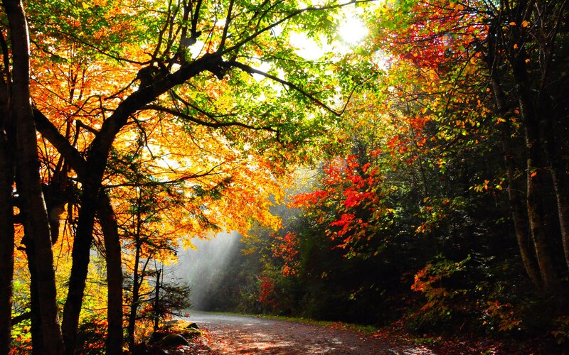 Autumn Forest Path — Orange, Serene, Photograph, Trees, Sunlight, Road