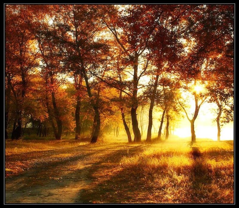 Autumn Forest Path — Orange, Serene, Photograph, Trees, Sunlight