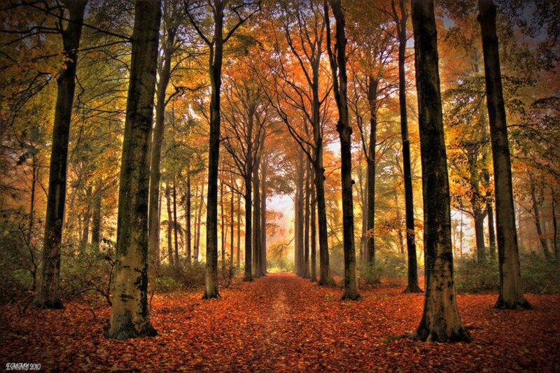 Autumn Forest Path — Orange, Serene, Photograph, Trees