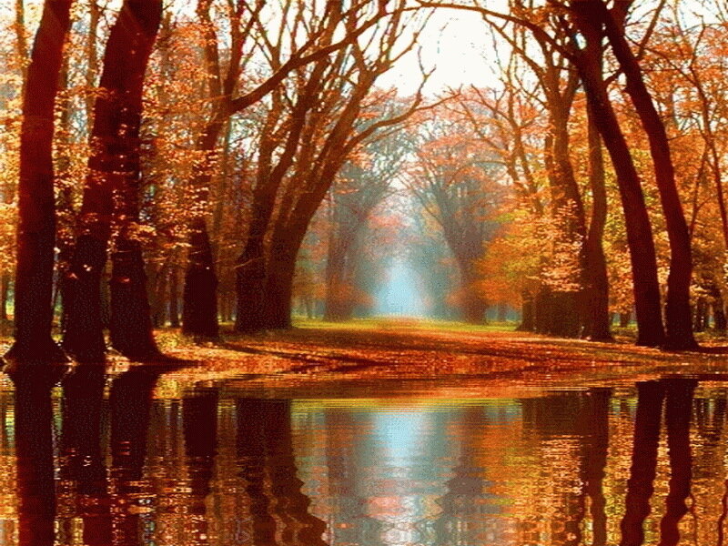 Autumn Forest Path — Orange, Serene, Photograph, Trees, Water