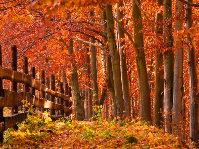 Autumn Forest Path — Orange, Serene, Photograph, Wooden Fence