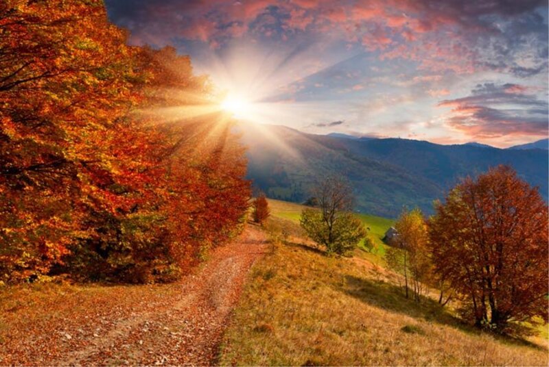 Autumn Forest Path — Orange, Serene, Sunrise