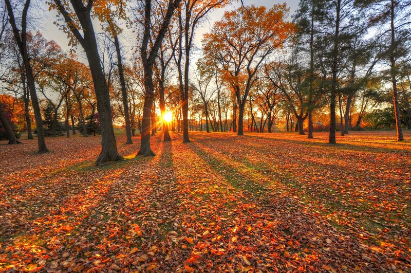 Autumn Forest Path — Orange, Serene, Sunset, Photograph
