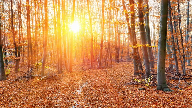 Autumn Forest Path — Orange, Serene, Sunset, Photograph, Trees