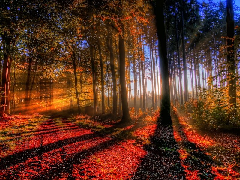 Autumn Forest Path — Orange, Serene, Sunset