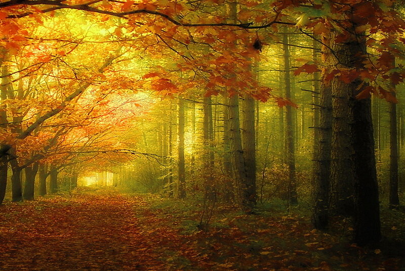 Autumn Forest Path — Orange, Serene