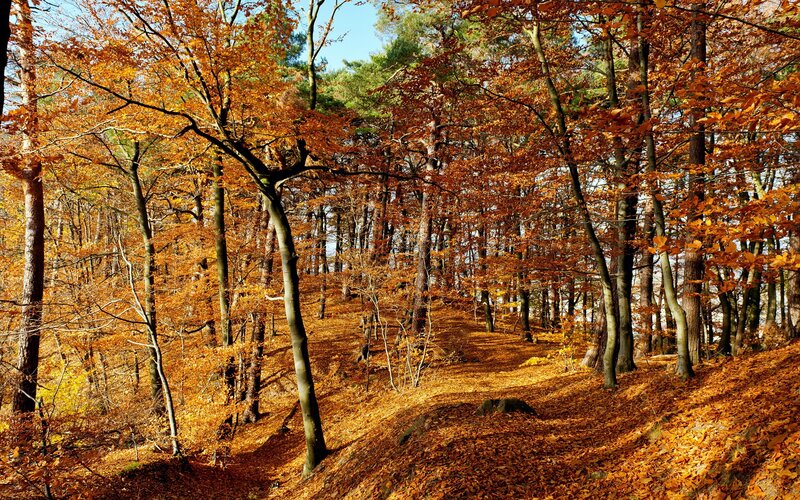 Autumn Forest Path — Orange, Sunlight