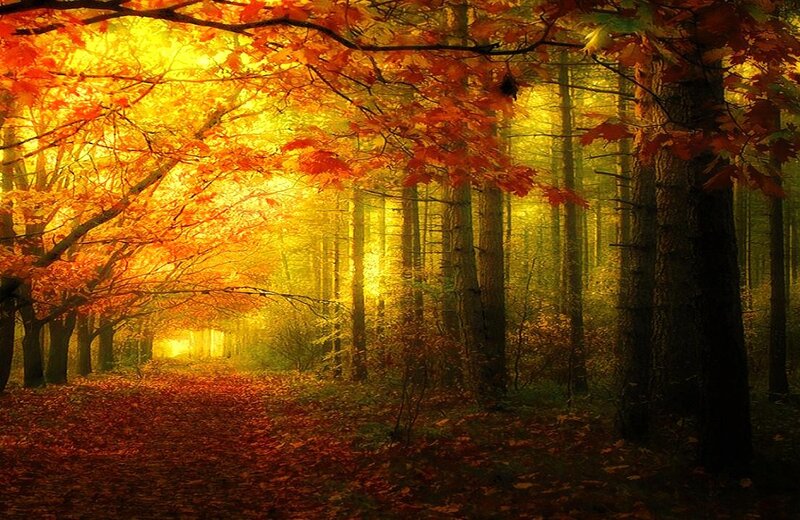 Autumn Forest Path — Photograph, Leaves