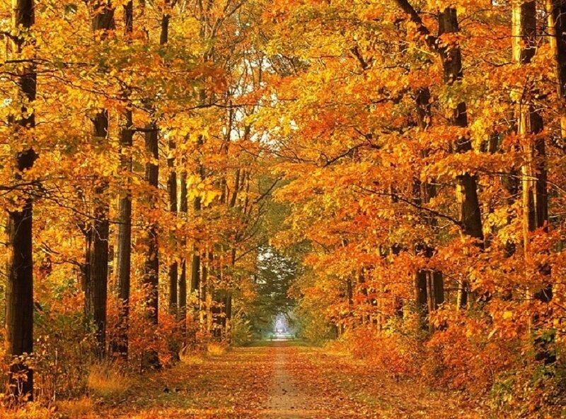Autumn Forest Path — Photograph, Yellow