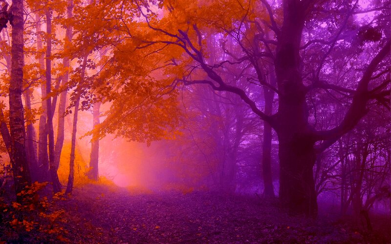 Autumn Forest Path — Purple, Mystical