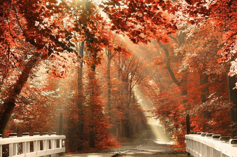 Autumn Forest Path — Red, Bridge