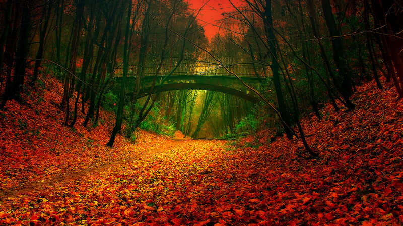 Autumn Forest Path — Red, Dramatic, Photograph, Bridge