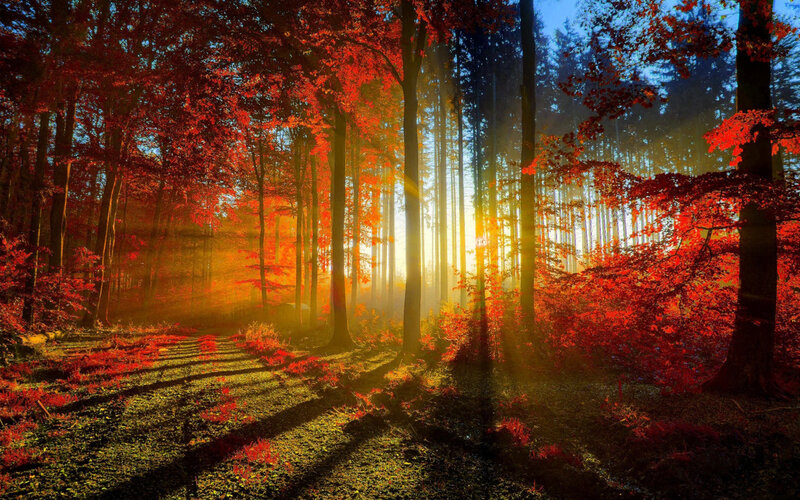 Autumn Forest Path — Red, Dramatic, Photograph
