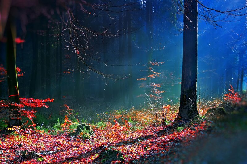 Autumn Forest Path — Red, Dramatic, Photograph, Trees, Fallen Leaves