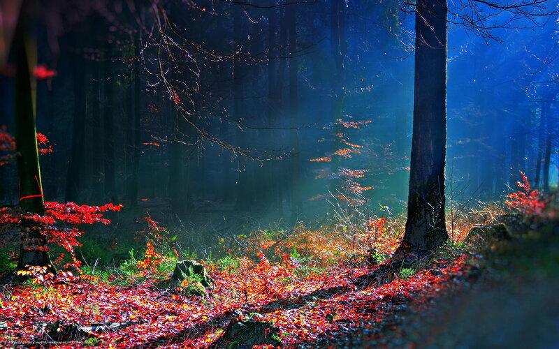 Autumn Forest Path — Red, Dramatic, Photograph, Trees, Leaves, Sunlight