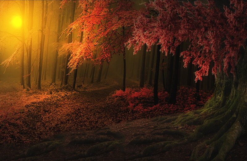 Autumn Forest Path — Red, Dramatic, Photograph, Trees, Leaves